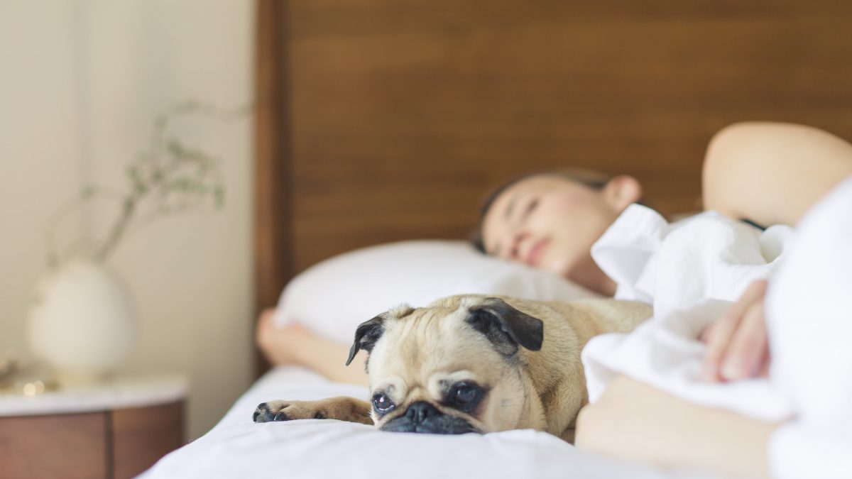 Woman and dog (pug) sleeping in a large bed