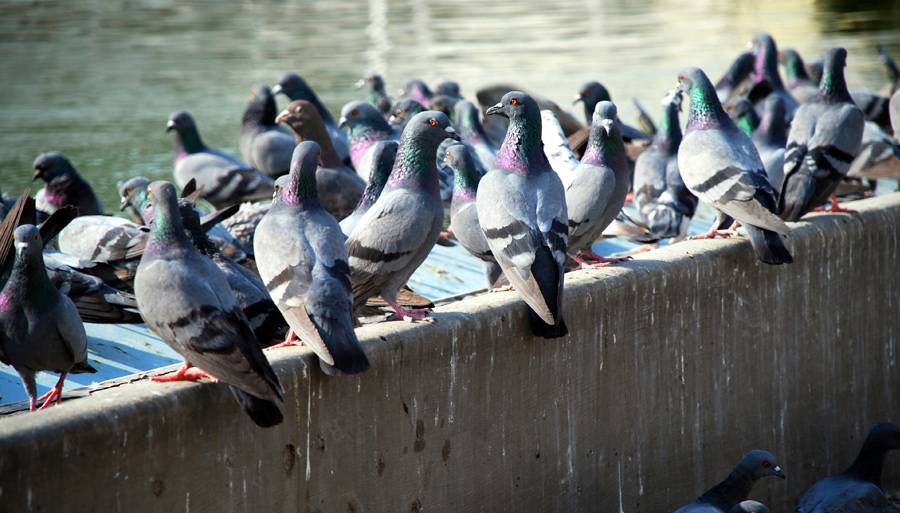 Pigeons sitting on a concrete ledge, the ledge is covered in bird guano