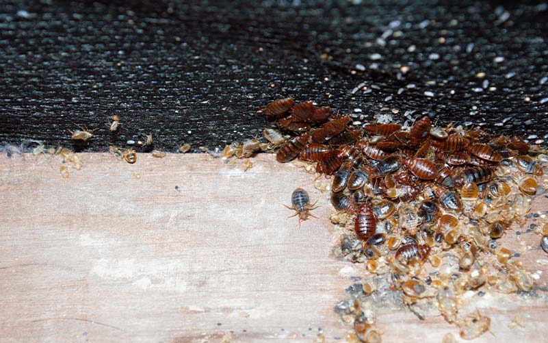 Bed bugs congregating on a piece of furniture where fabric and wood surfaces meet