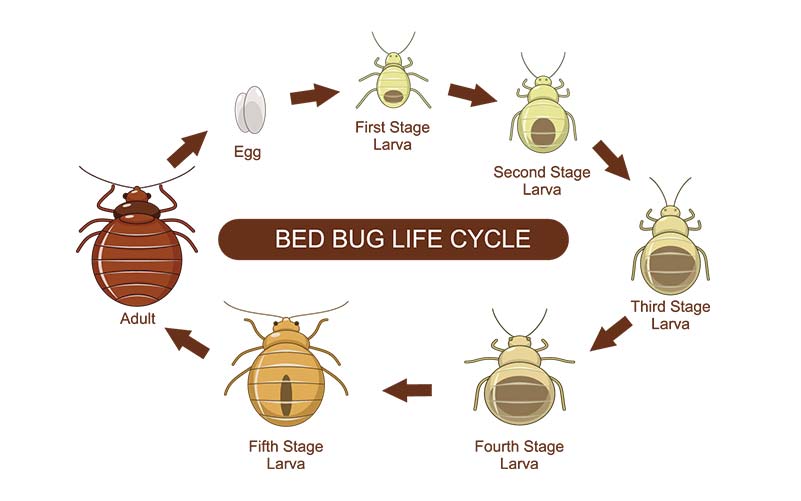 The Bed Bug Life Cycle: Egg to first stage larva to second stage larva to third stage larva to fourth stage larva to fifth state larva to adult, which starts the cycle again by laying eggs