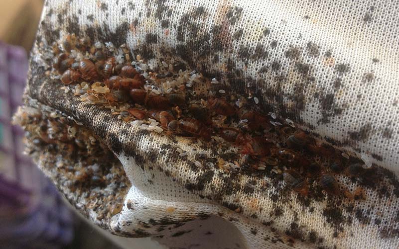 Bed Bugs, Bed Bug Eggs, and dark fecal spots that have been discovered in the folds of fabric