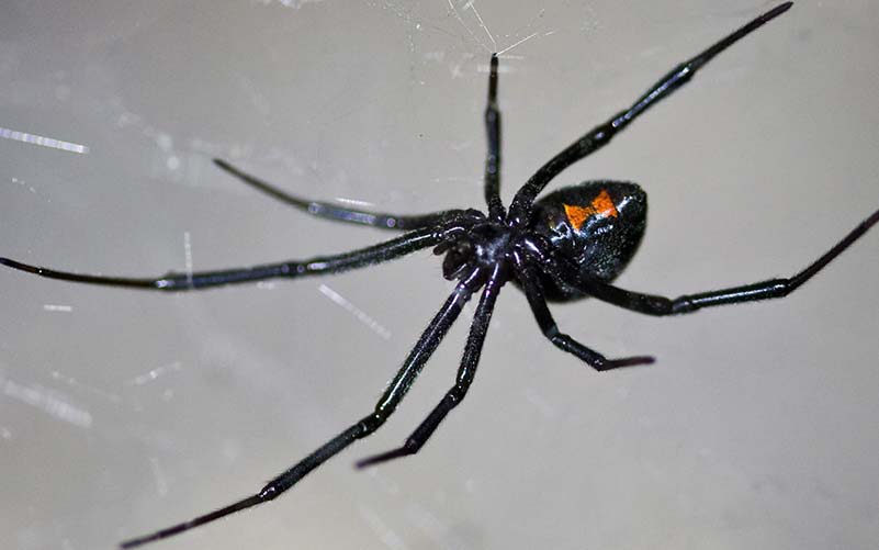 A black widow spider hanging from a web