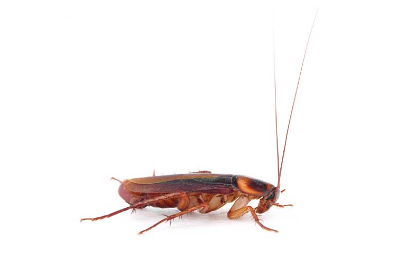 Adult cockroach against an all-white background