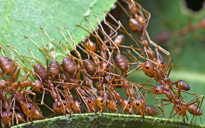 A group of fire ants climbing on green leaves