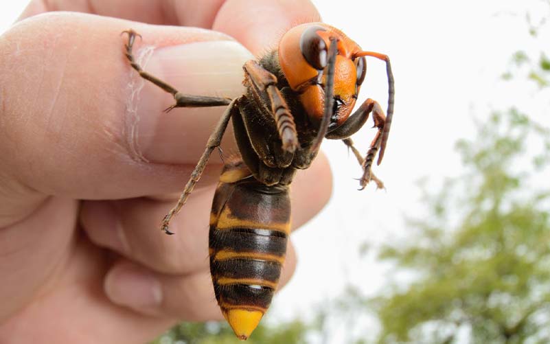 A hand holding a Japanese Giant Hornet (aka 'Murder Hornet') by the wings