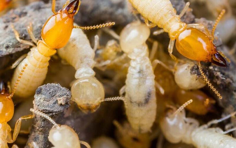 A group of termites crawling on termite damaged wood