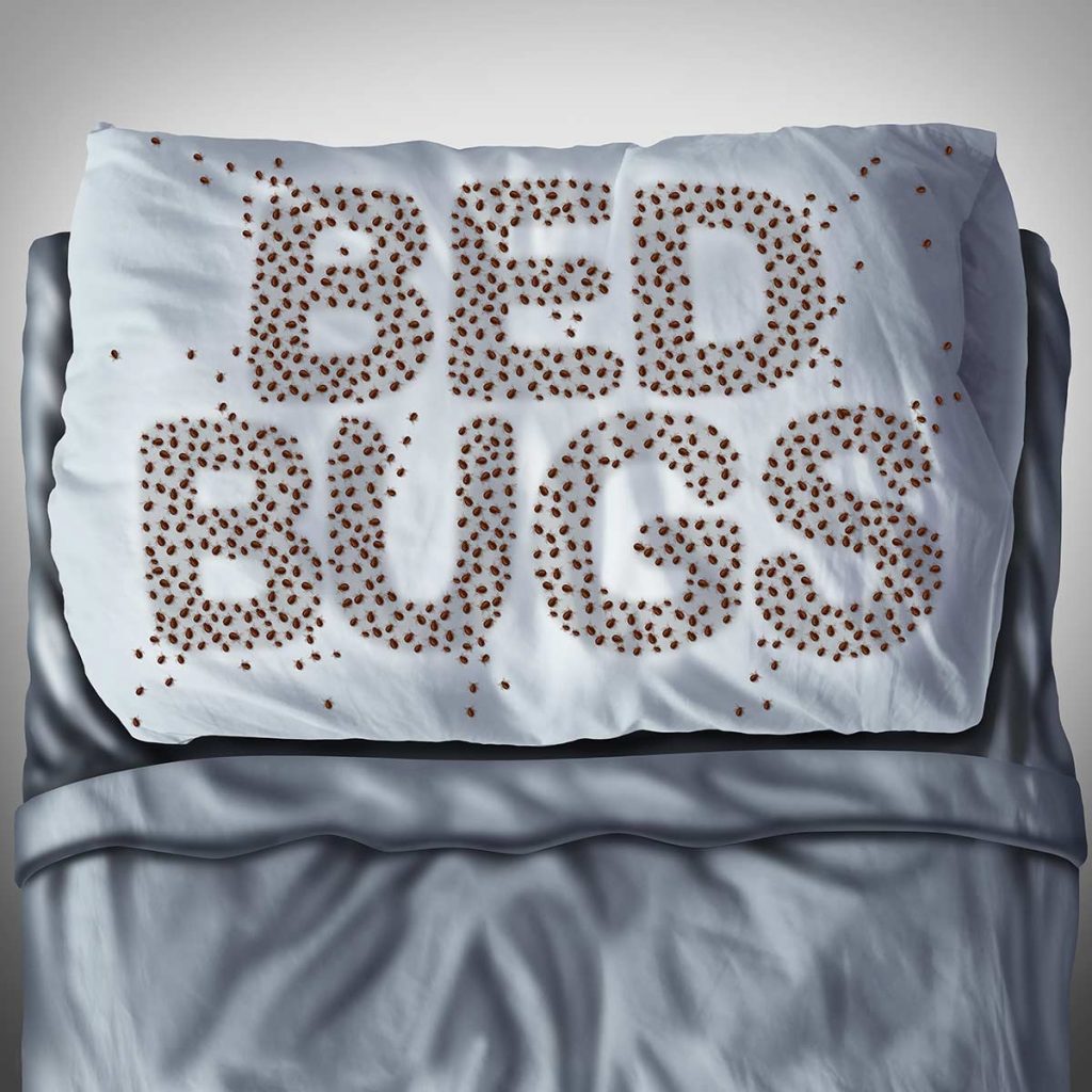 Illustration of a pillow on a neatly made bed. Tiny Bed bugs have congregated on the pillow to spell the words "Bed Bugs"