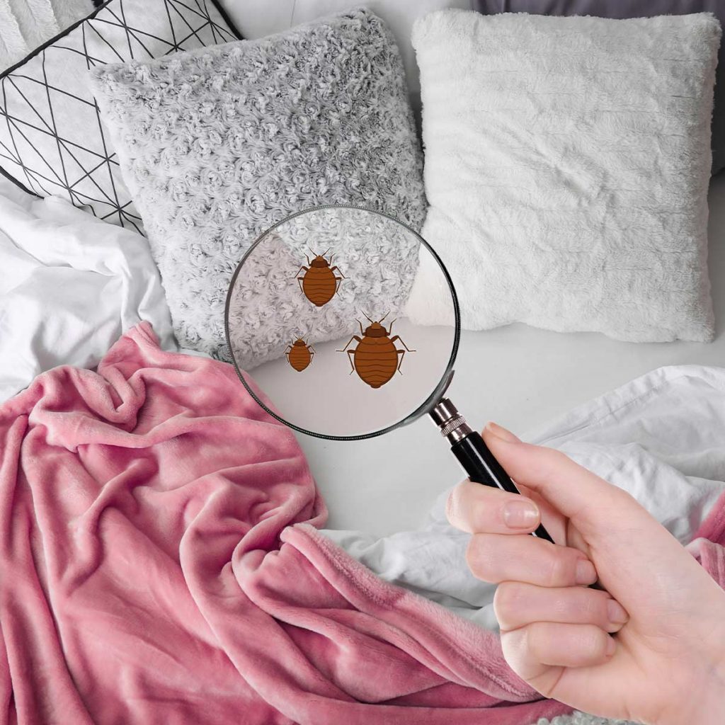 A magnifying class revealing cartoon beg bugs in a plush bed