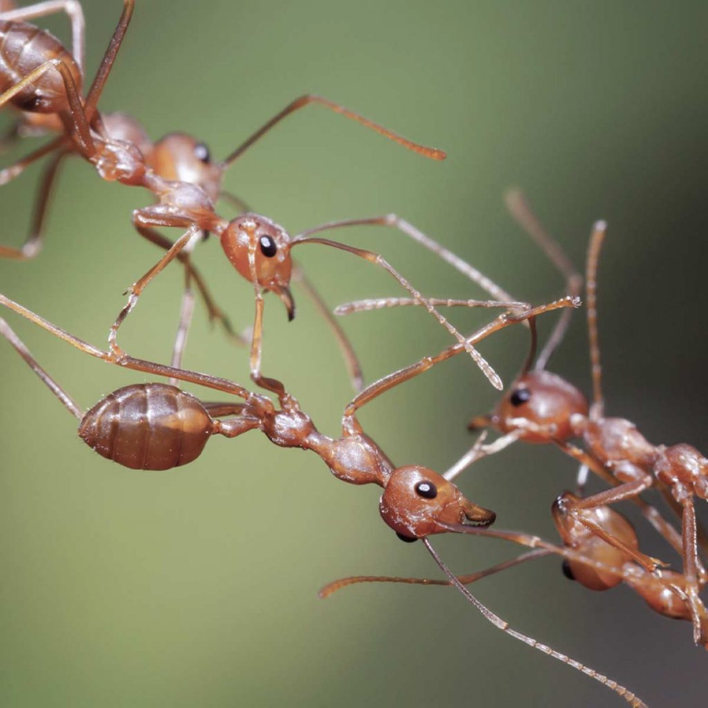 Five fire ants making a bridge with their bodies
