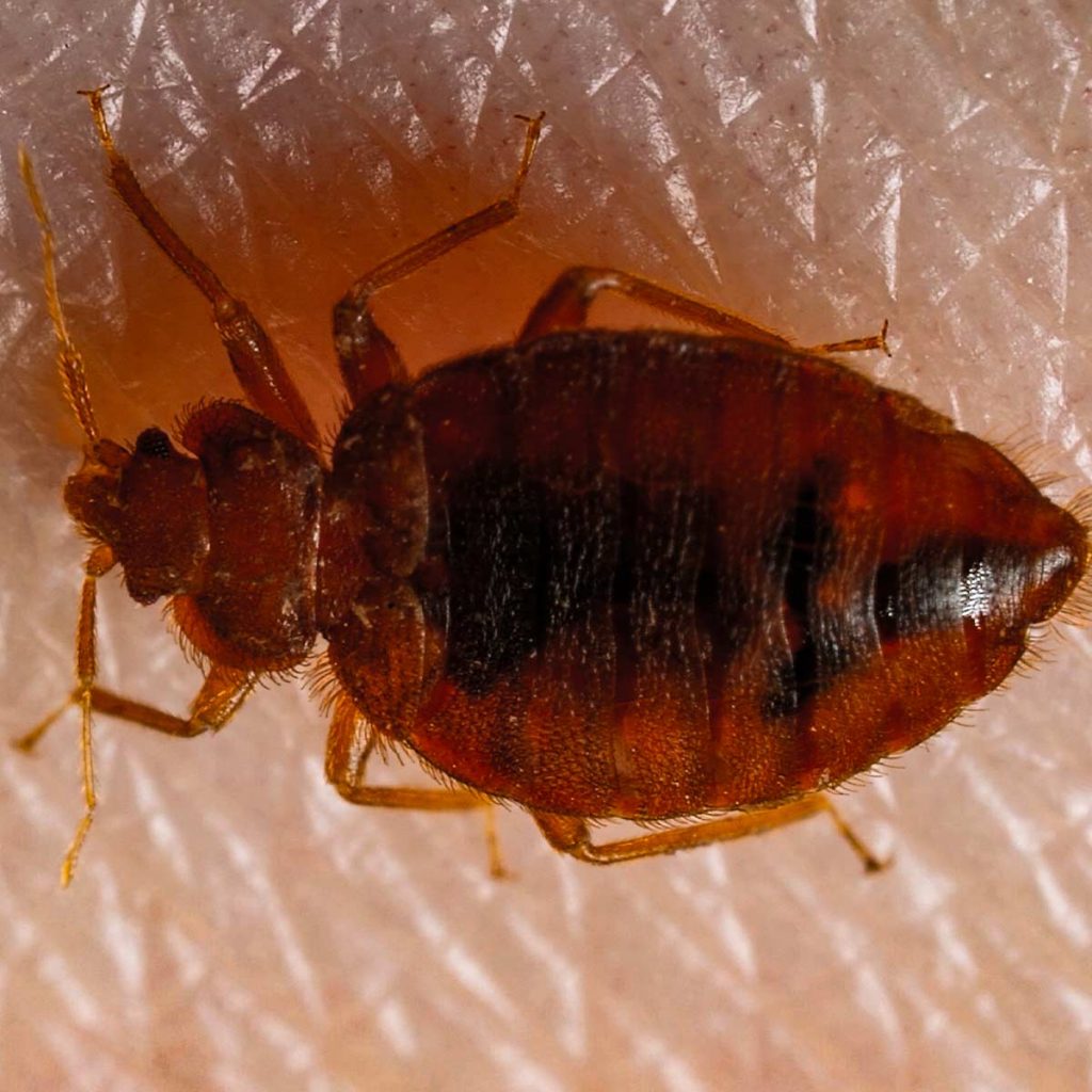 Closeup of a bed bug on skin