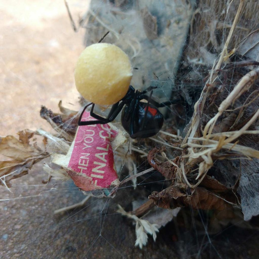 A black widow carrying a piece of cereal across its web, a piece of paper (litter) is caught on the bottom of the web