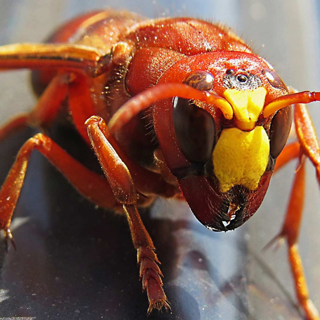 Closeup of a Oriental Hornet (aka Murder Hornet)