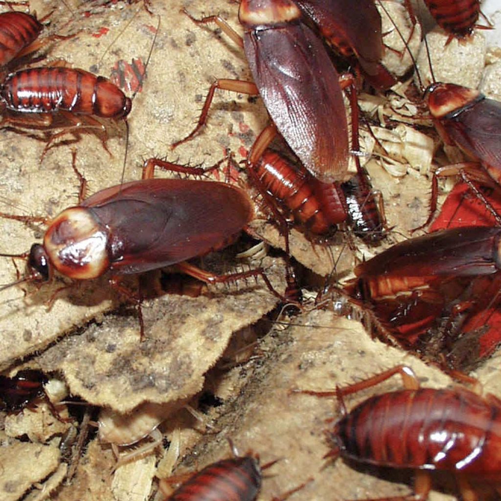 Group of American cockroaches crawling on the ground