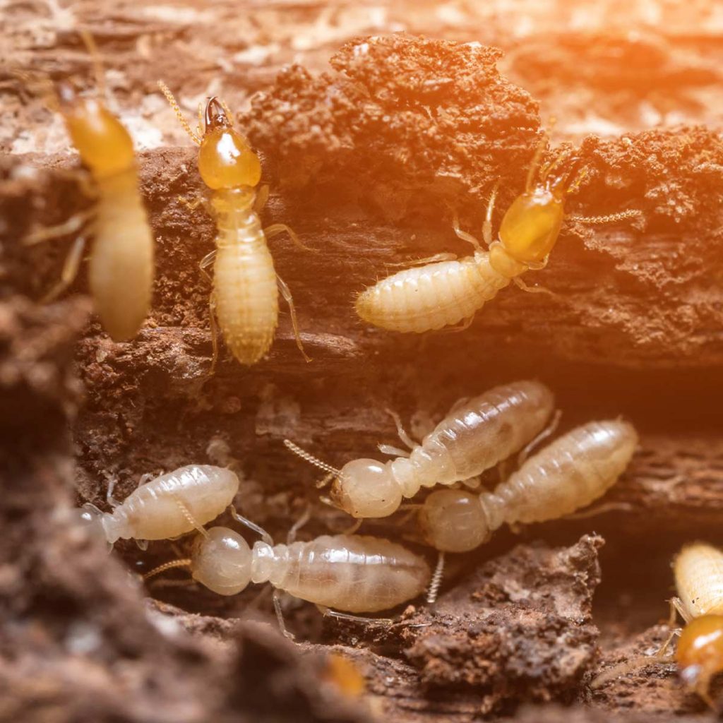 A closeup of termites crawling on wood that has termite damage