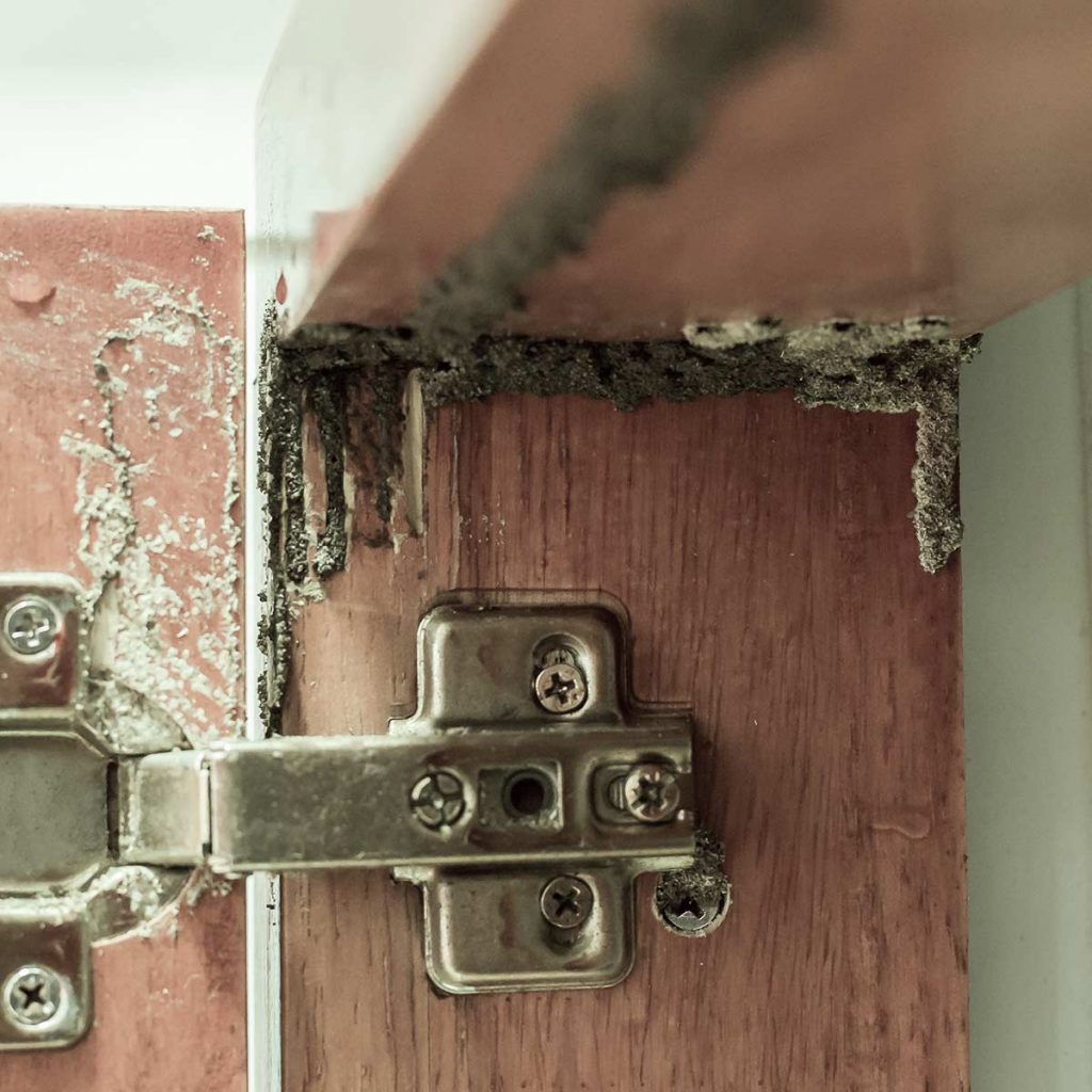 Closeup of hinge inside a cabinet door. The wood surrounding the hinge has been damaged by termites