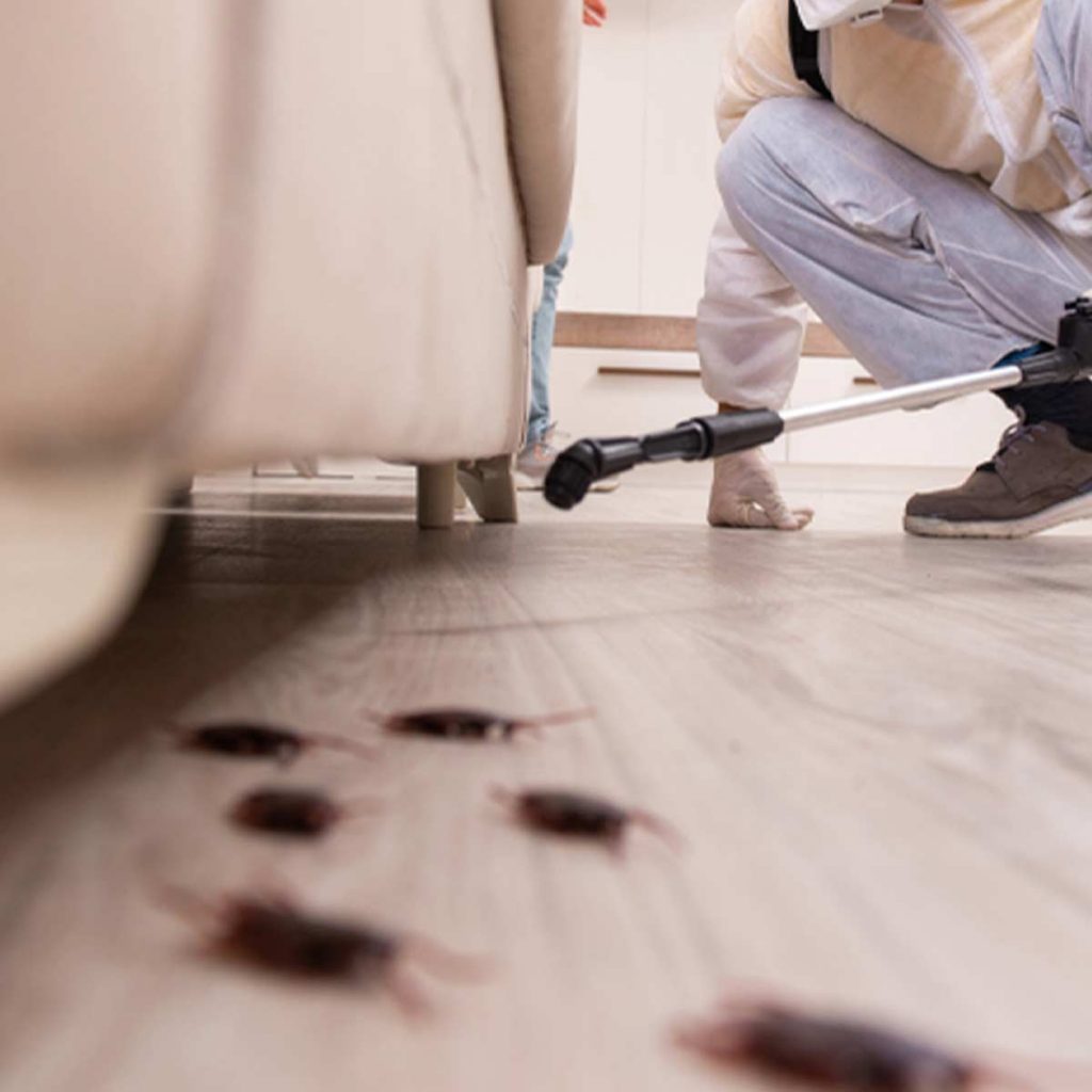 An exterminator looking under a couch - likely getting ready to spray, the homeowner's leg and shoe can be seen behind the exerminator. Six dead cockroaches are on the floor in the foreground
