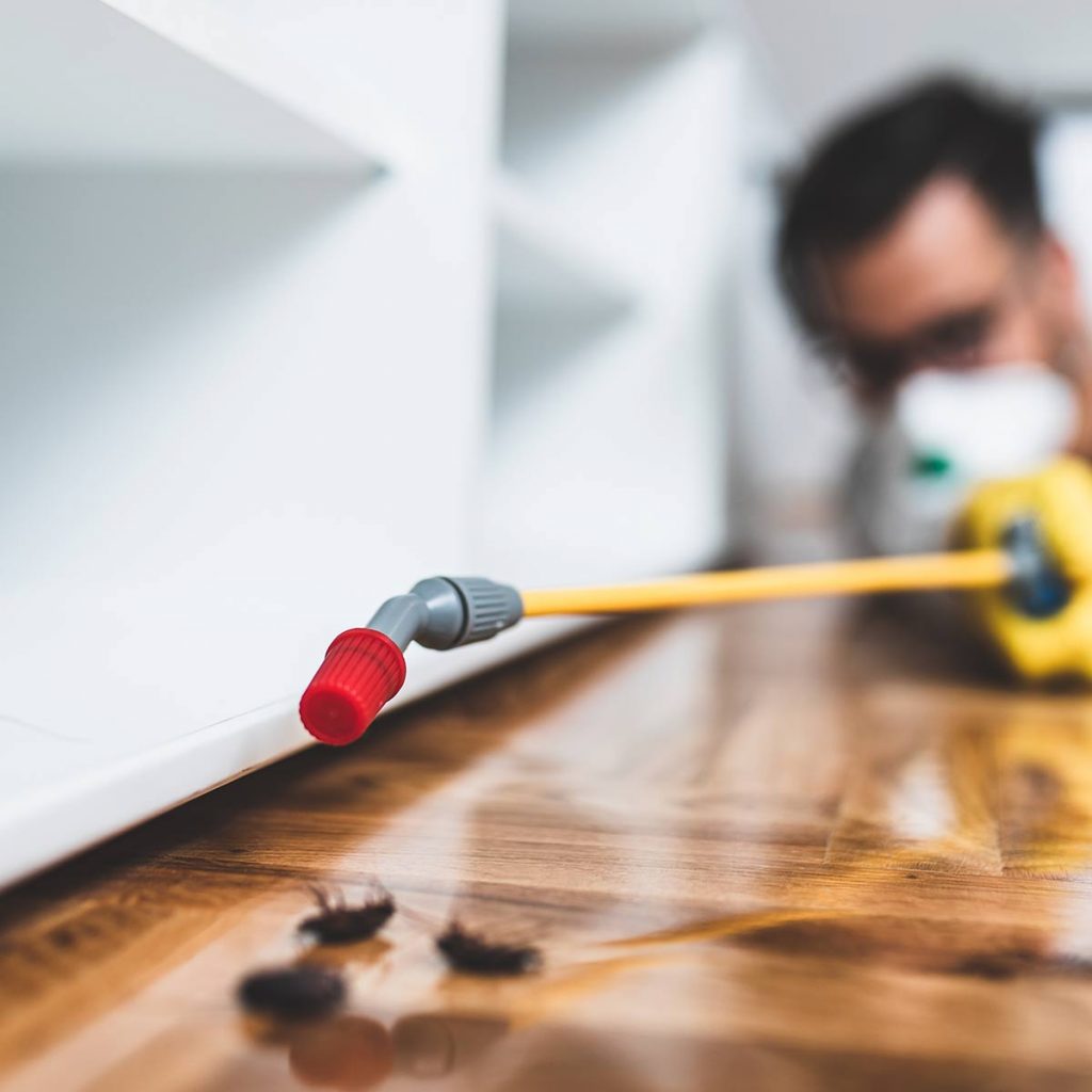 Exterminator laying on the floor spraying under cabinets, three dead cockroaches are in the foreground