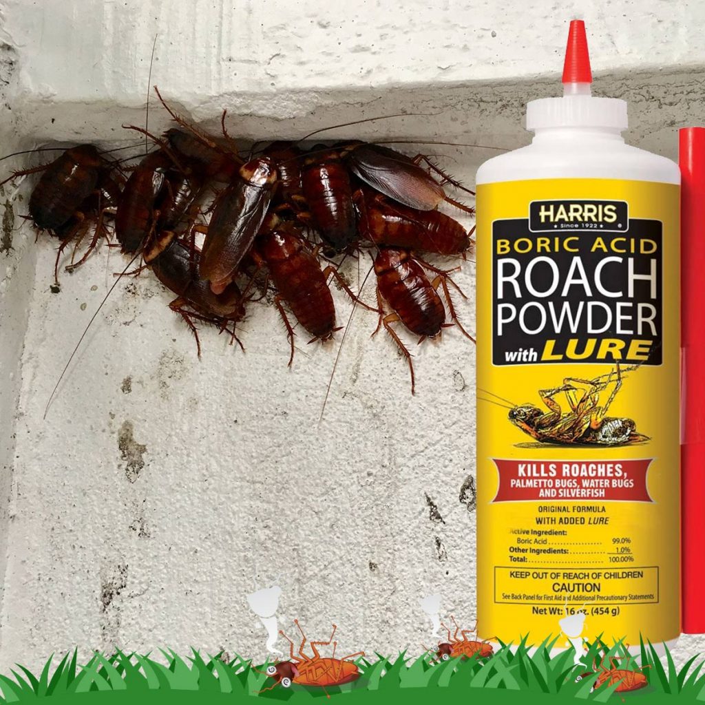 Background: a group of cockroaches trying to enter a building through a crack; Foreground: A bottle of boric acid, sitting on green grass, surrounded by three dead cockroaches.