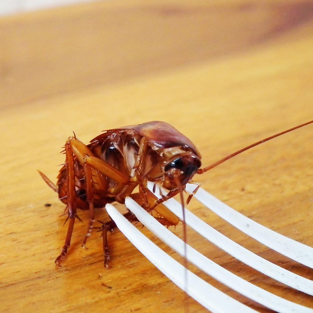 American cockroach crawling across a table onto a fork
