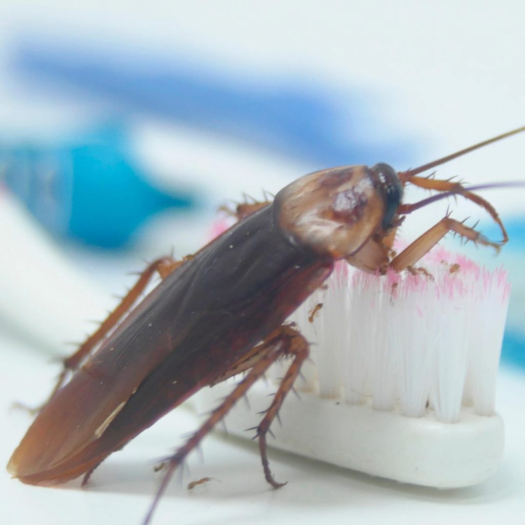 American cockroach climbing from a bathroom counter onto a toothbrush