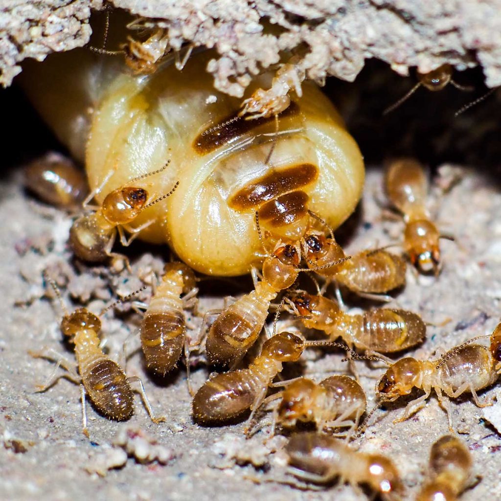 Termite queen surrounded by a colony of termites