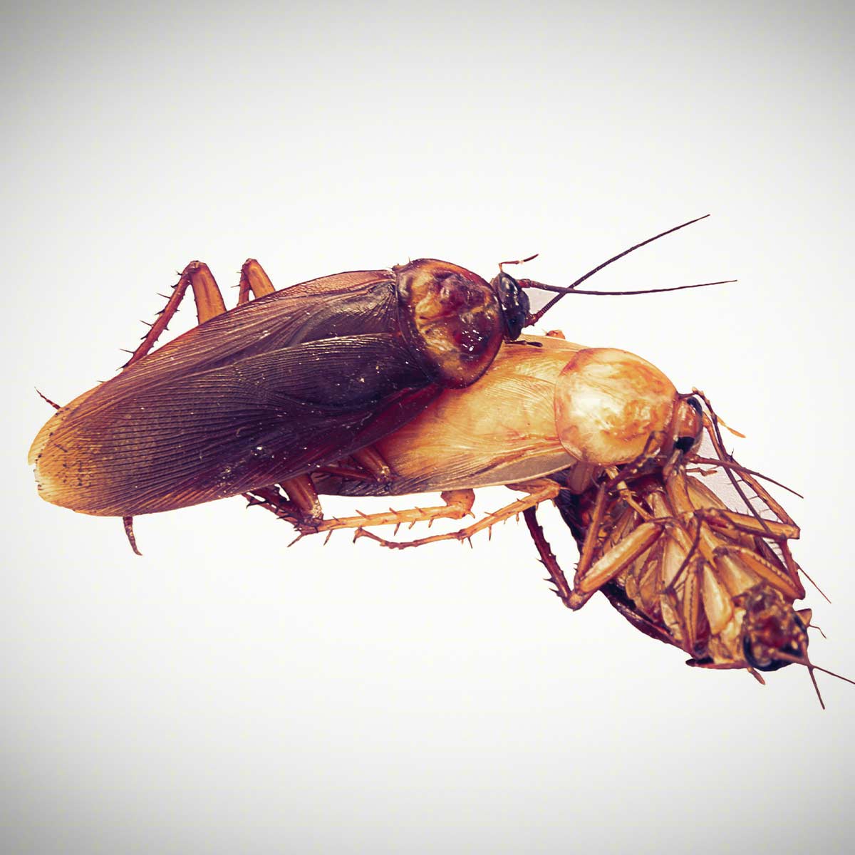 How Quickly Do Cockroaches Reproduce Go Green Pest Control