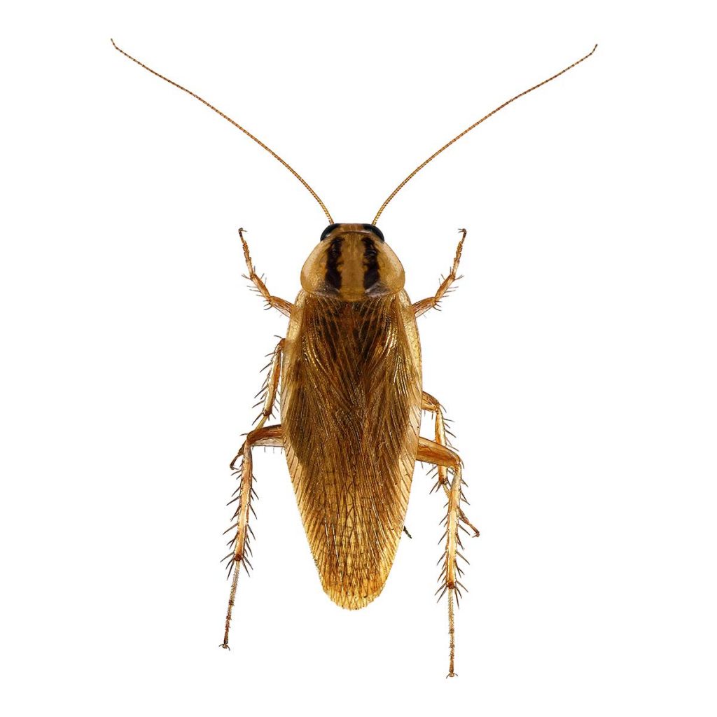 Closeup of an adult German Cockroach against a white background