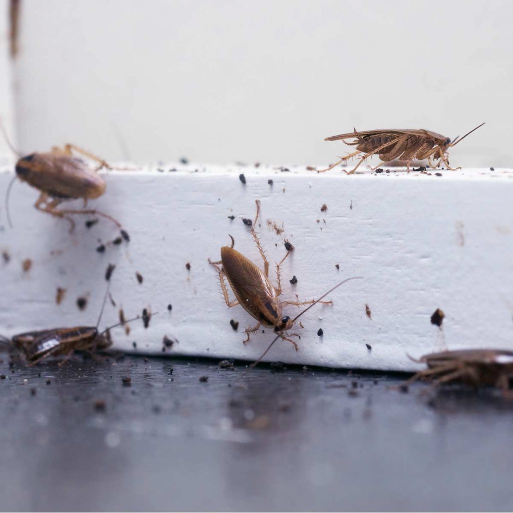 Five german cockroaches crawling on a window seal covered in cockroach feces