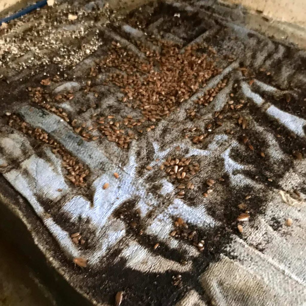 a dirty towel covered with cockroach excoskeletons