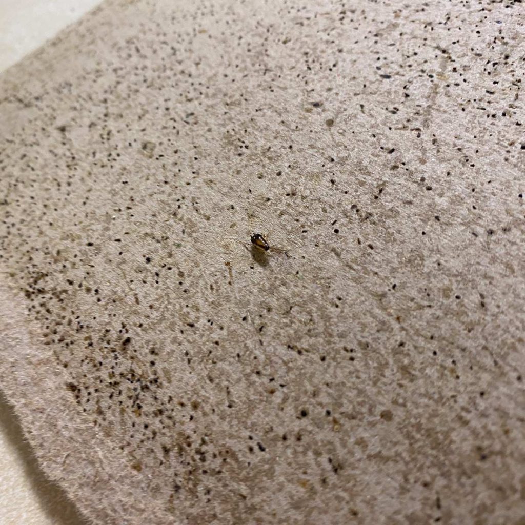 A single cockroach on fabric surrounded by cockroach feces
