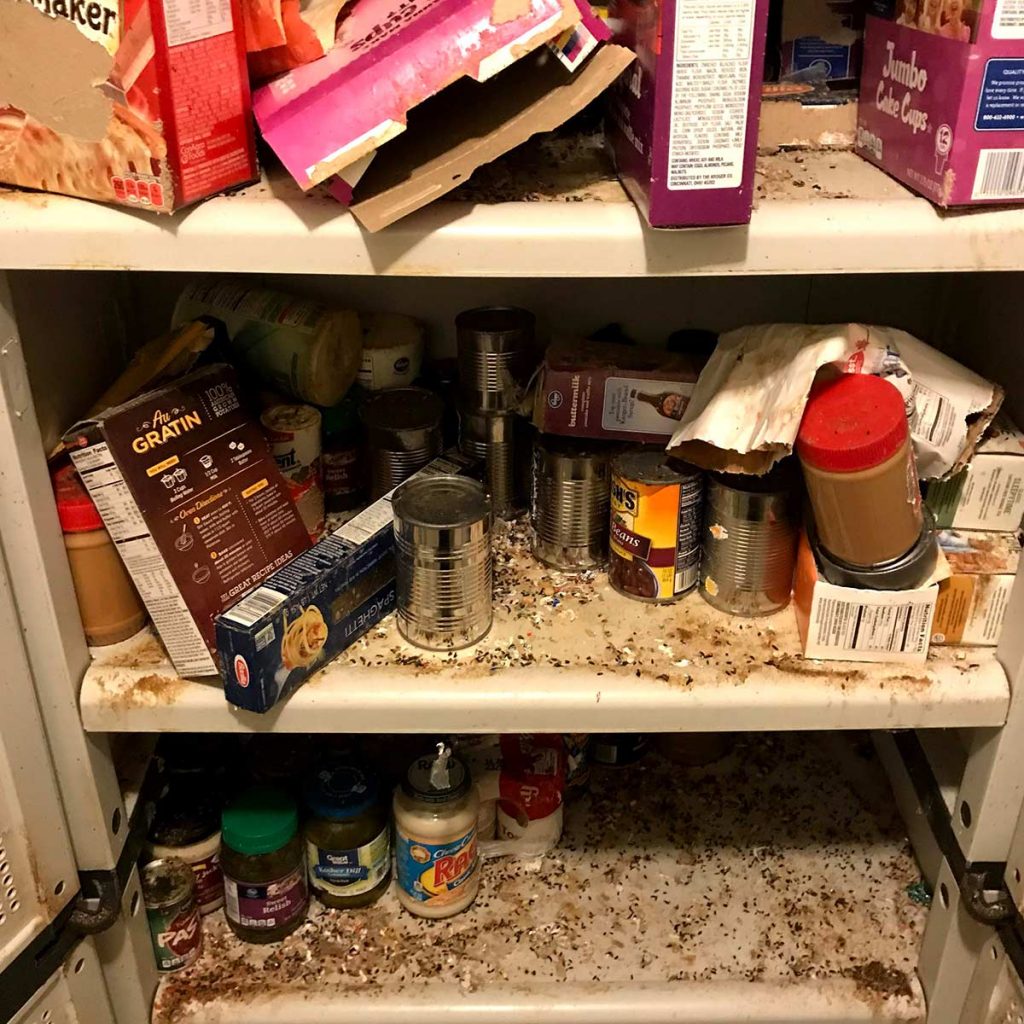 A pantry cabinet full of food in a disorderly manner. Cockroach feces and cockroach exoskeletons cover the shelves, surrounding the food.