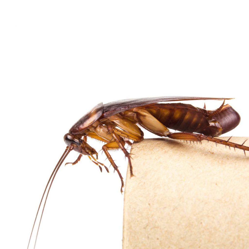 An American Cockroach Laying an Egg Case