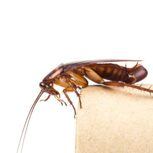 An American Cockroach Laying an Egg Case