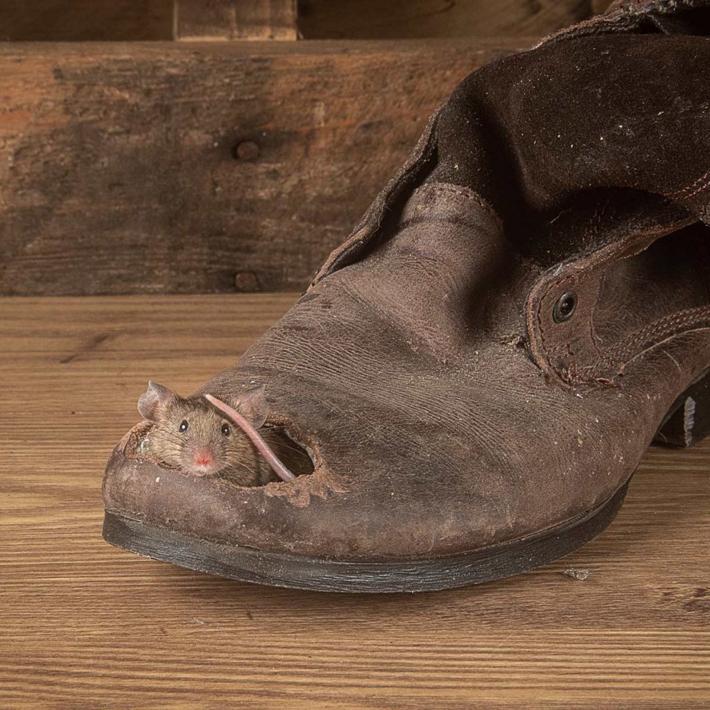 An old, brown, leather boot on a wooden floor. A mouse is peaking out of a hole in the toe of the boot.
