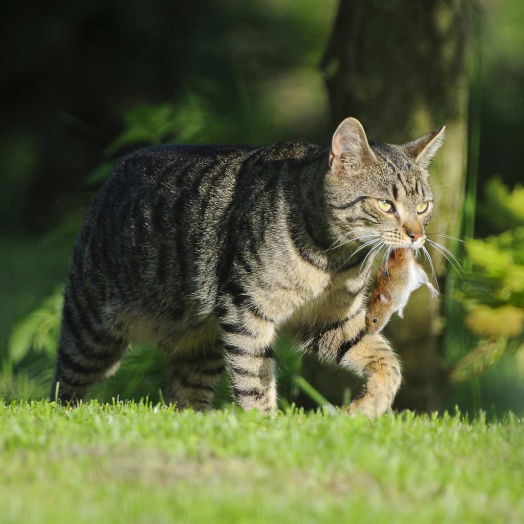 A cat that caught a mouse.