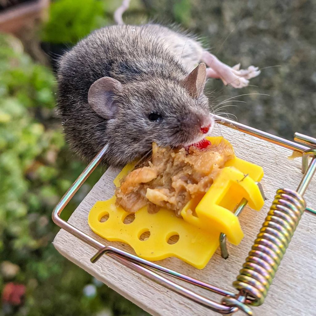 A mouse caught in spring-loaded mouse trap that has been baited with peanut butter