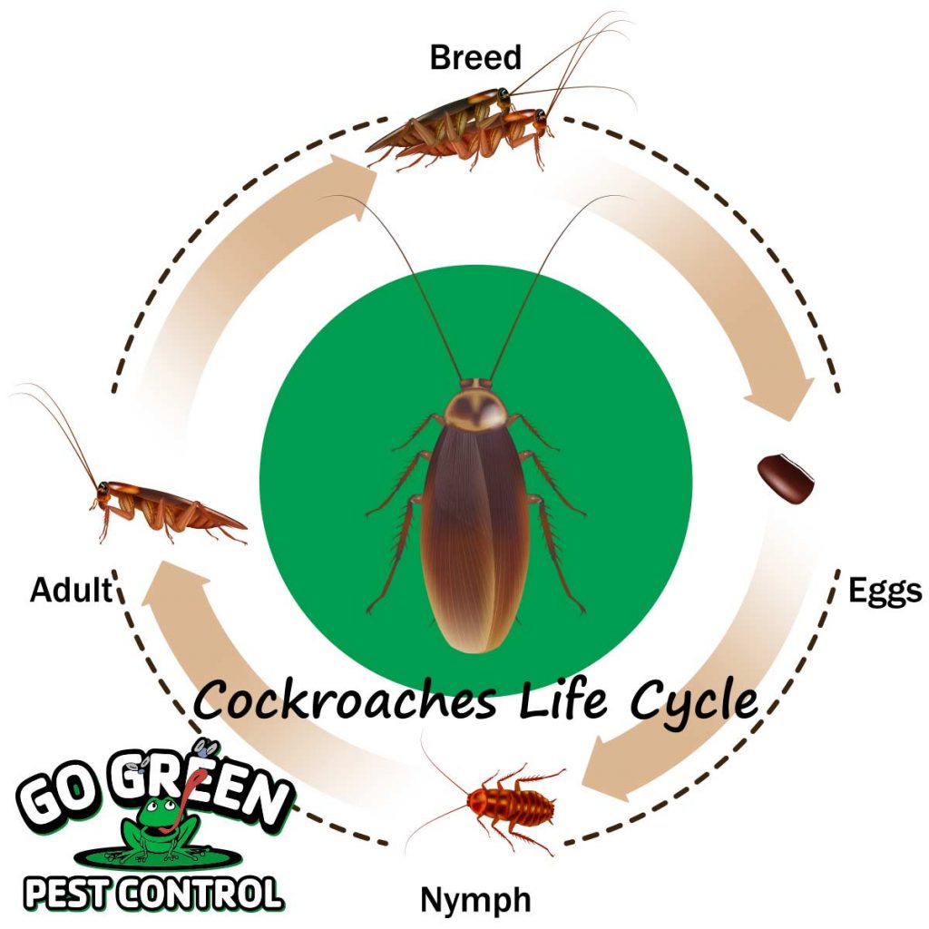 Graphic displaying the cockroaches reproduce and their life cycle: Breed to Eggs to Nymph to Adult, back to Breed