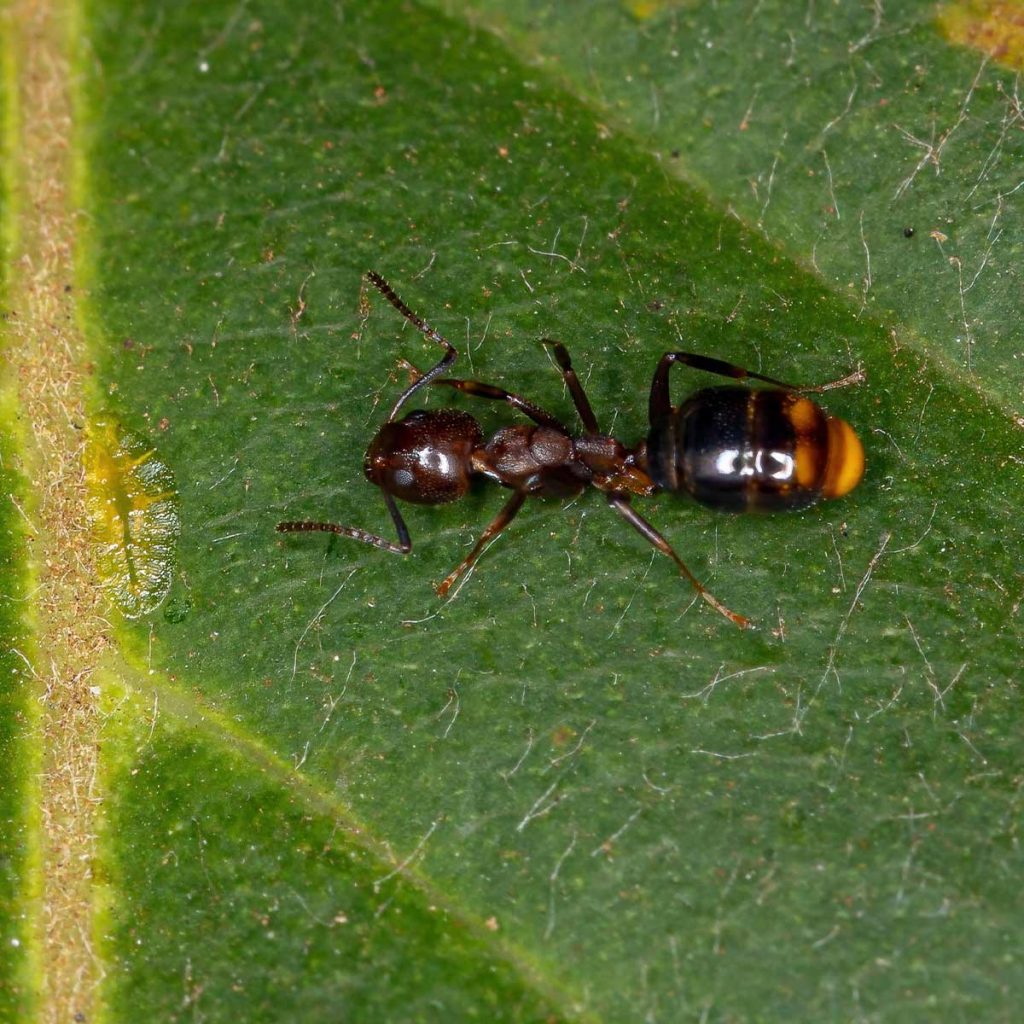 Adult Female Odorous Ant on a Green Leaf