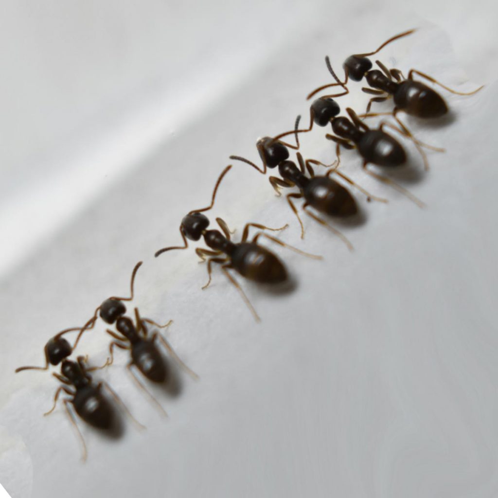 Six Adult Odorous Ants Drinking Poison