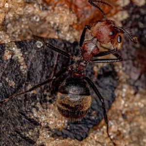 An Odorous Ant with another Ant's Head in its Mandibles