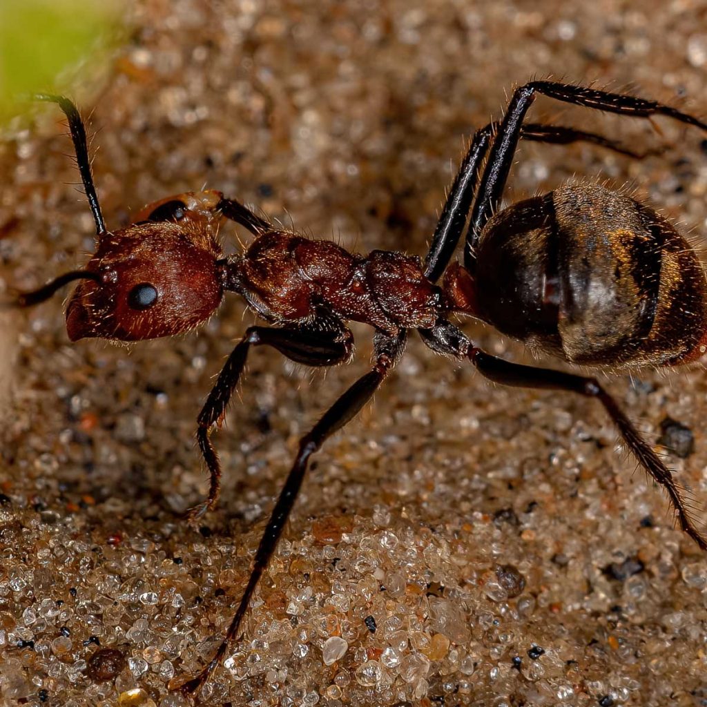 Odorous House Ant Eating Vegetation