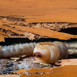 How Long is a Termite Treatment Good For? - Image of a pregnant female termite peeking through some termite devoured interior wood trim.
