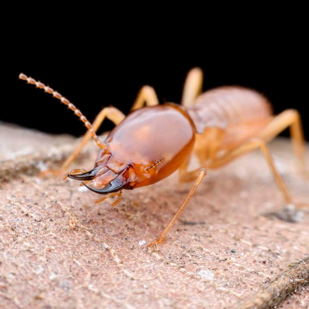 Closeup of a termite