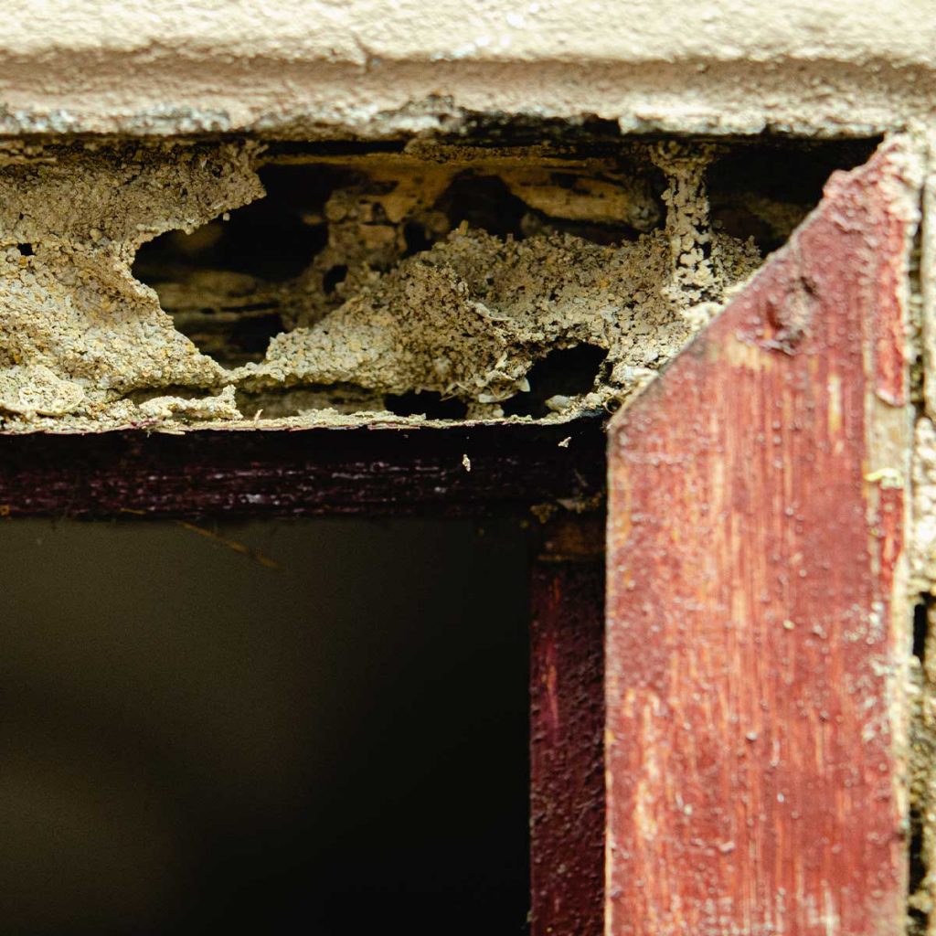 Termite damage to a window frame
