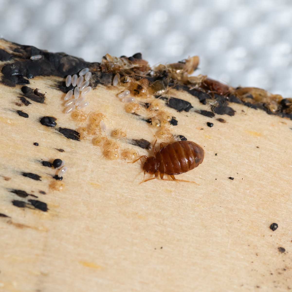 Where Do You Get Bed Bugs From? Go Green Pest Control