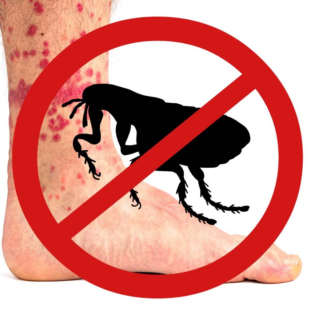 Why Don’t the Flea Bombs that You Buy at the Store Work?