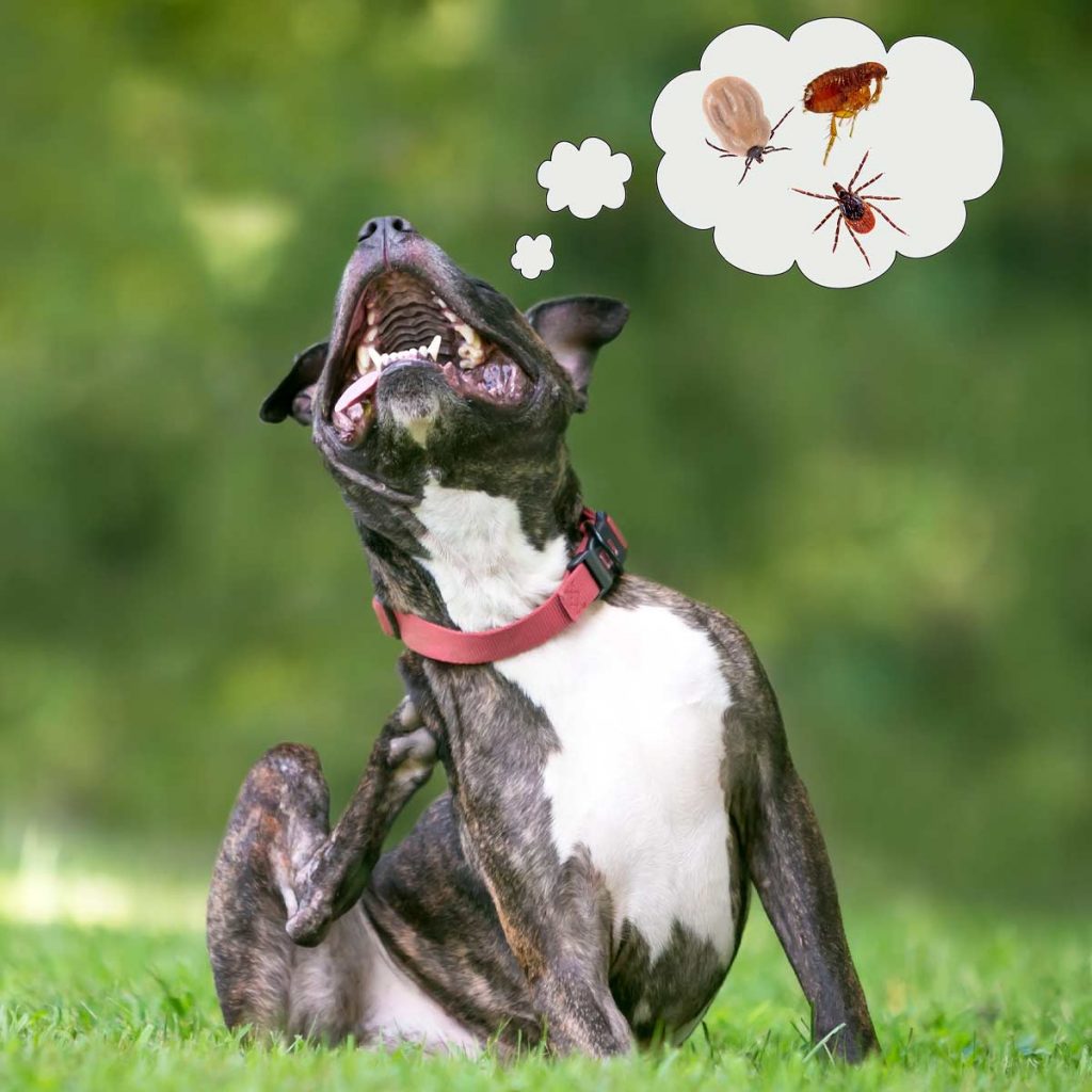 Photo of a dog sitting in the grass and scratching himself. A cartoon though bubble over his head shows images of fleas and ticks.