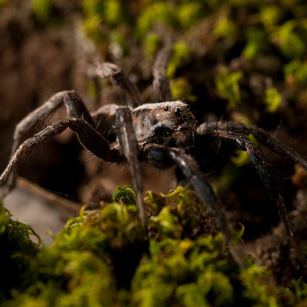 Closeup of wolf spider crawling along moss