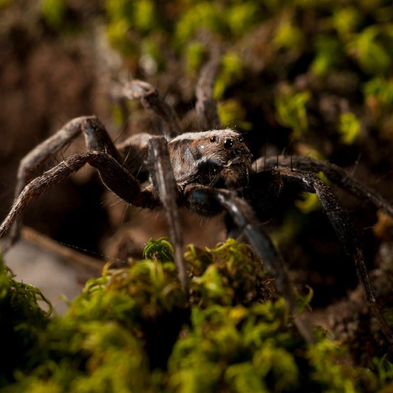 Are Wolf Spiders Poisonous? Go Green Pest Control