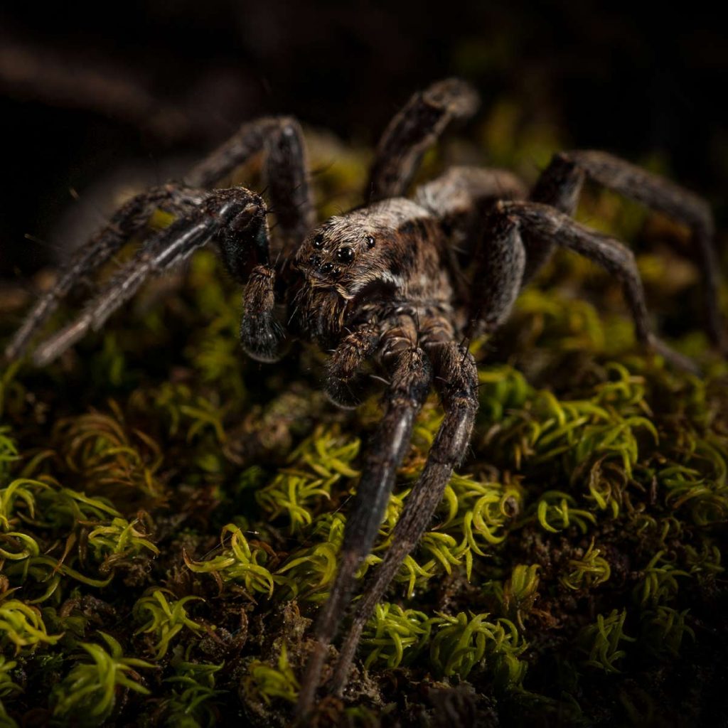 Closeup of wolf spider